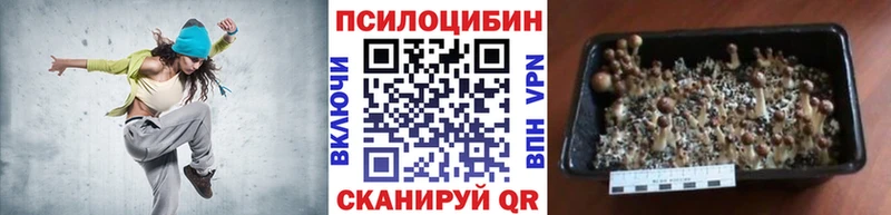 Галлюциногенные грибы Psilocybe  Купить  Вышний Волочёк 